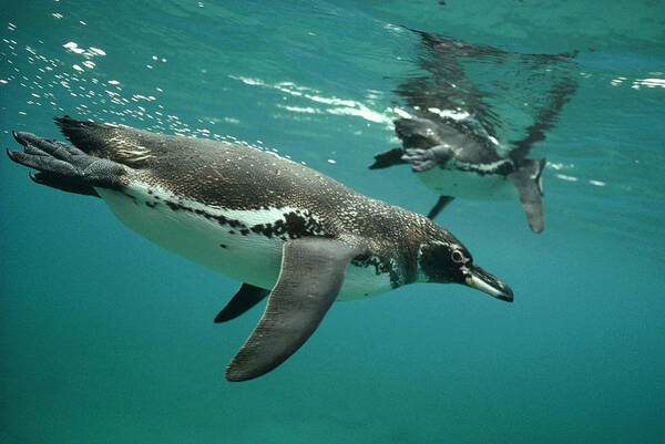 00140374 Poster featuring the photograph Galapagos Penguin Underwater by Tui De Roy