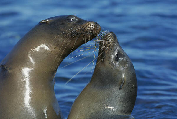 00143574 Poster featuring the photograph Galapagos Sea Lions by Tui De Roy