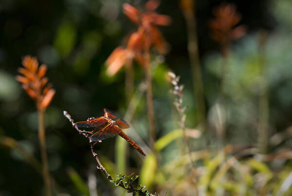 Dragonfly Poster featuring the photograph Garden Orange by Priya Ghose