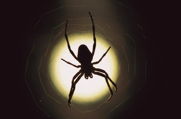 Mp Poster featuring the photograph Garden Spider Araneus Sp Silhouetted by Heidi & Hans-Juergen Koch