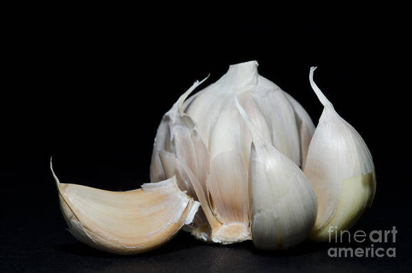 Garlic Poster featuring the photograph Garlic by Mats Silvan