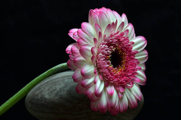 Gerbera Poster featuring the photograph Gerbera At Rest by Terence Davis