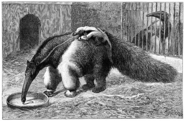 Myrmecophaga Jubata Poster featuring the photograph Giant Anteater And Cub, 19th Century by 