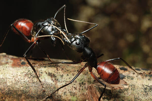 Mp Poster featuring the photograph Giant Forest Ant Camponotus Gigas Pair by Ch'ien Lee