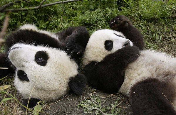 Mp Poster featuring the photograph Giant Panda Ailuropoda Melanoleuca Pair by Katherine Feng