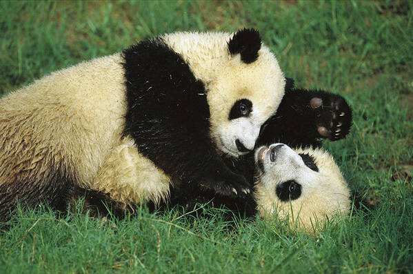 006201523 Poster featuring the photograph Giant Pandas Ailuropoda Melanoleuca Cubs by Cyril Ruoso