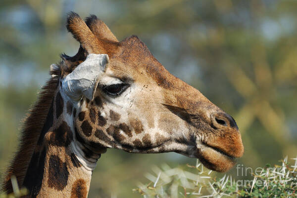 Giraffe Poster featuring the photograph Giraffe by Alan Clifford