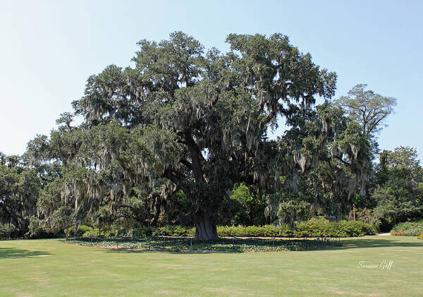 Live Oak Poster featuring the photograph Glorious Live Oak by Suzanne Gaff