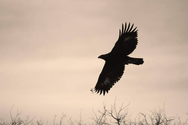 Eagles Poster featuring the photograph Golden Eagle by Ernest Echols