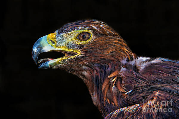 Golden Eagle Poster featuring the photograph Golden Eagle by Mariola Bitner