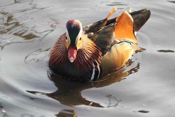 Male Mandarin Duck Poster featuring the photograph Golden Lion by Amy Gallagher