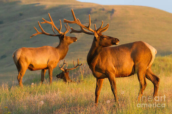 Bull Elk Velvet Evening Poster featuring the photograph Good Looking Guys by Katie LaSalle-Lowery