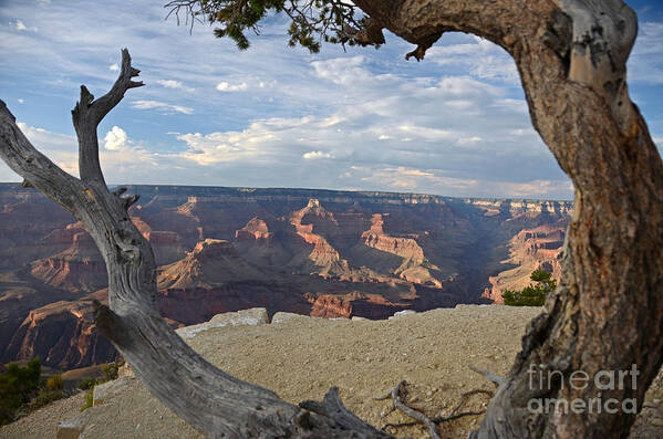 Grand Canyon Poster featuring the photograph Grand Canyon Tree by Cassie Marie Photography