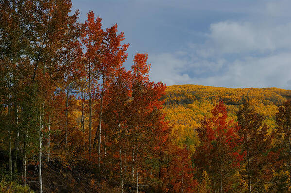 Fall Colors Poster featuring the photograph Grand Mesa by Ernest Echols