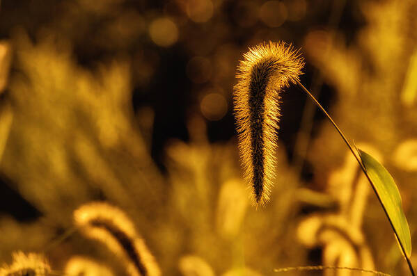 Da 18-135 Wr Poster featuring the photograph Grass in Golden Light by Lori Coleman