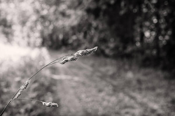 B&w Poster featuring the photograph Grass Over Dirt Road by Lori Coleman