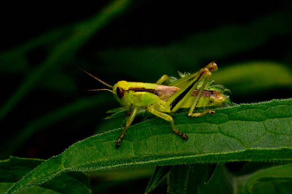 Grasshopper Poster featuring the photograph Grasshopper 1 by Douglas Barnett
