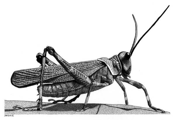 Grasshopper Poster featuring the drawing Grasshopper by Scott Woyak