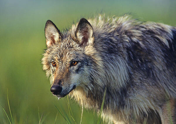 00486895 Poster featuring the photograph Gray Wolf Native To North America by Tim Fitzharris