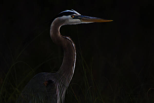 Great Blue Heron Poster featuring the photograph Great Blue Heron in the Sea Oats by Dorothy Cunningham