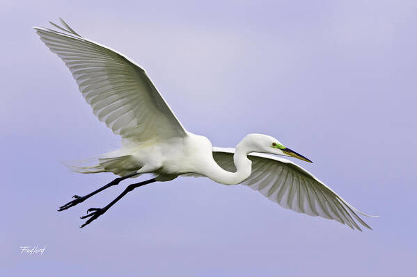 Sky Poster featuring the photograph Great Egret in Breeding Plumage by Fred J Lord