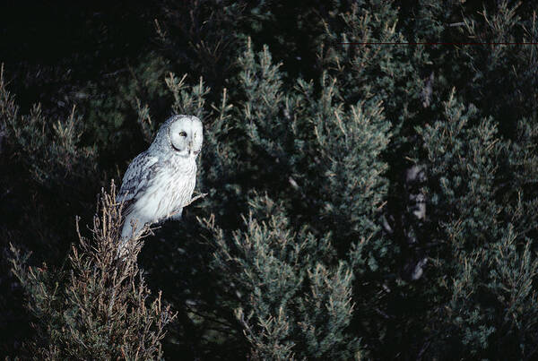 Mp Poster featuring the photograph Great Gray Owl Strix Nebulosa In Blonde by Michael Quinton