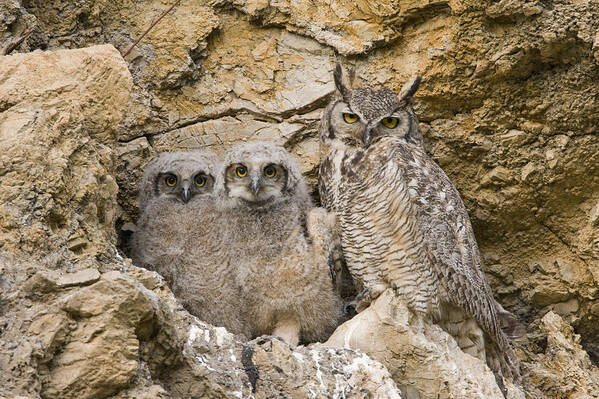 00439316 Poster featuring the photograph Great Horned Owl With Owlets In Nest by Sebastian Kennerknecht