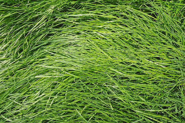 Grass Poster featuring the photograph Green grass in the morning by Matthias Hauser