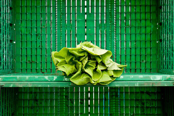 Lettuce Poster featuring the photograph Green Greens by Lauri Novak