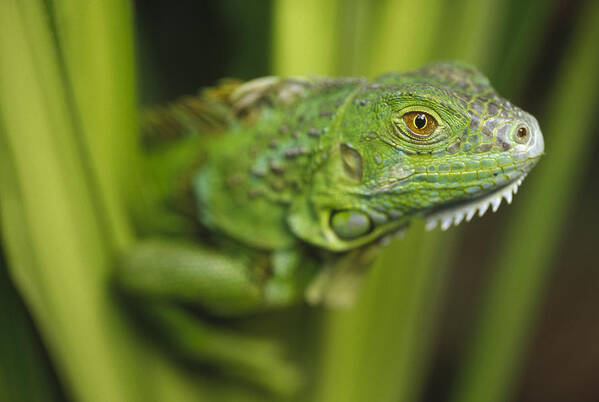 Mp Poster featuring the photograph Green Iguana Amid Green Leaves Roatan by Tim Fitzharris