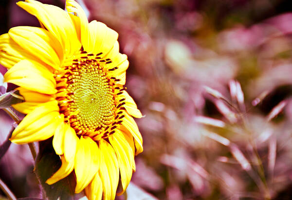 Sunflower Poster featuring the photograph Greeting the Sun. by Cheryl Baxter
