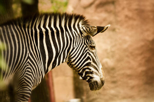 Zebra Poster featuring the photograph Grevys Zebra by Linda Tiepelman