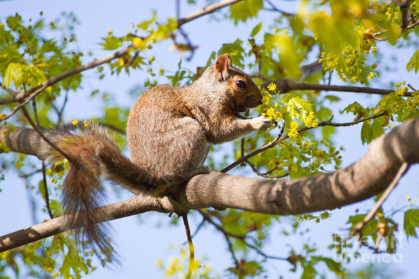 Squirrel Poster featuring the photograph Grey Squirrel Feedingtime by Christine Amstutz