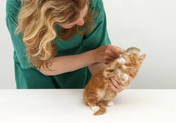 Animal Poster featuring the photograph Grooming A Kitten by Mark Taylor