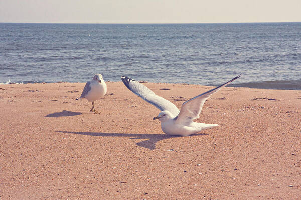 Seagulls Poster featuring the photograph Gulls by Kelley Nelson