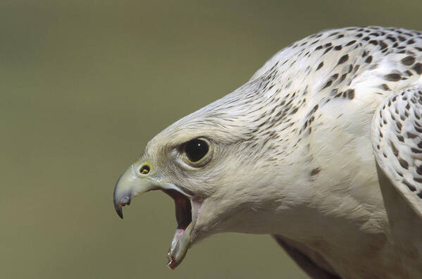 Mp Poster featuring the photograph Gyrfalcon Falco Rusticolus Adult Female by Konrad Wothe