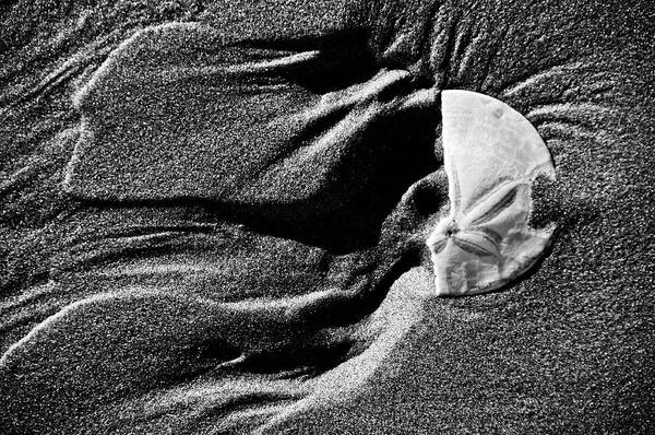 Sand Dollar Poster featuring the photograph Half Dollar by Brian Bonham