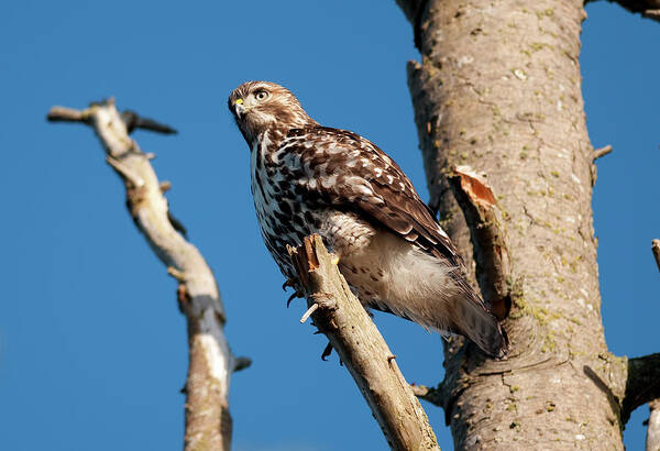 Hawk Poster featuring the photograph Hawk by Terry Dadswell