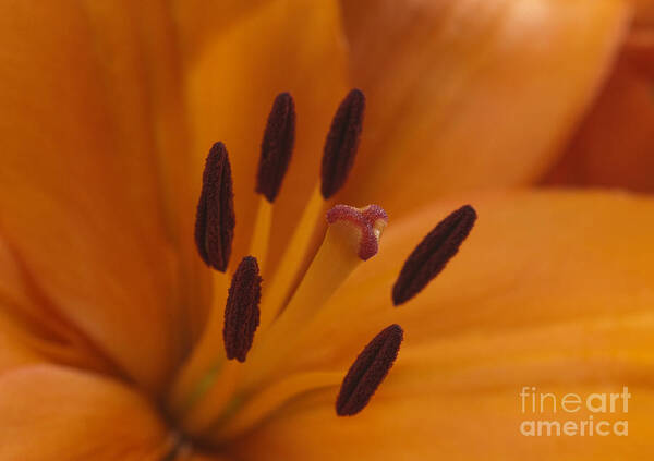 Bronstein Poster featuring the photograph Heart of the Lily by Sandra Bronstein