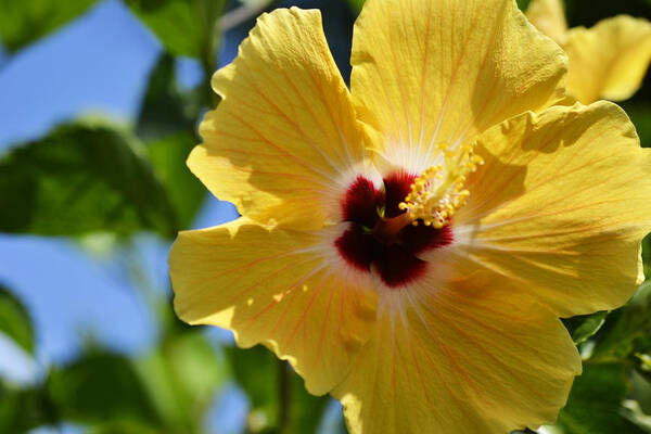 Hibiscus Poster featuring the photograph Hello Yellow by Melanie Moraga