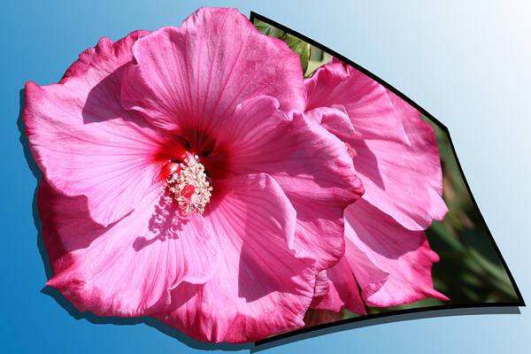 Hibiscus Poster featuring the photograph Hibiscus by Shane Bechler