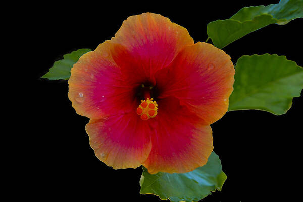 Flower Poster featuring the photograph Hibiscus by Stan A Williams