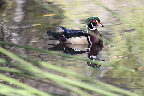 Wood Duck Poster featuring the photograph Hidden by Amy Gallagher