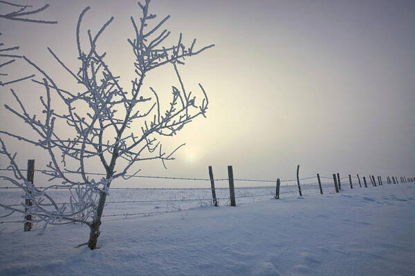 Barbed Wire Fence Poster featuring the photograph Hoar Frost Covering Trees And Barbed by Dan Jurak