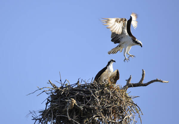 Osprey Poster featuring the photograph Honey I'm Home by CM Stonebridge