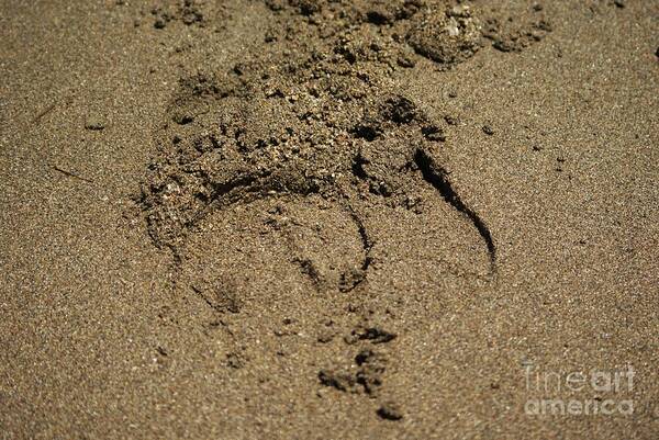 Hoofprint Poster featuring the photograph Hoofprint in the Sand by Lynda Dawson-Youngclaus