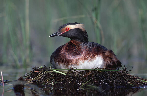 00171877 Poster featuring the photograph Horned Grebe Parent Incubating Eggs by Tim Fitzharris