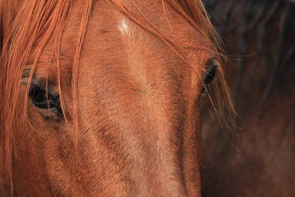 Horse Poster featuring the photograph Horse hide by Jim Sauchyn