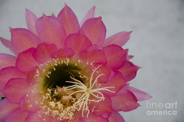 Pink Poster featuring the photograph Hot pink cactus flower by Jim And Emily Bush
