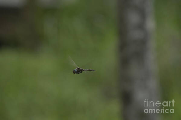 Insect Poster featuring the photograph Hovering by Donna Brown